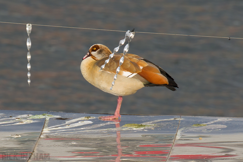 Egyptian Goose