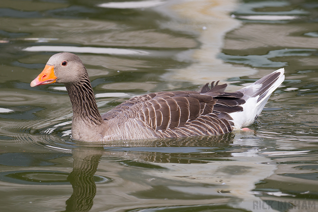 Greylag Goose