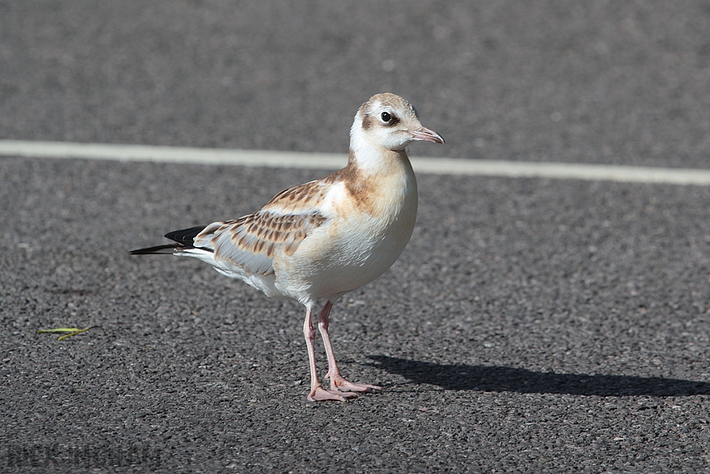 Juvenile | Black Headed Gull