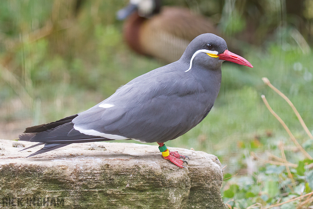 Inca Tern