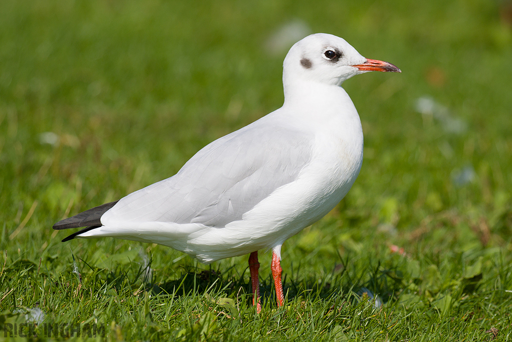 Black Headed Gull