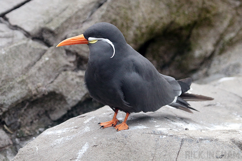 Inca Tern
