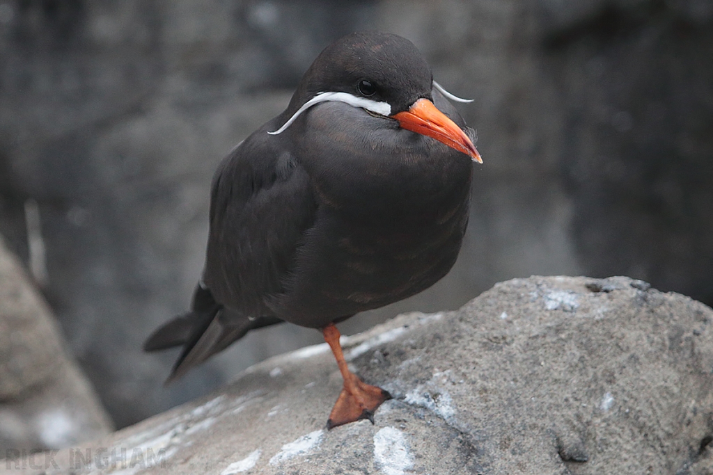 Inca Tern