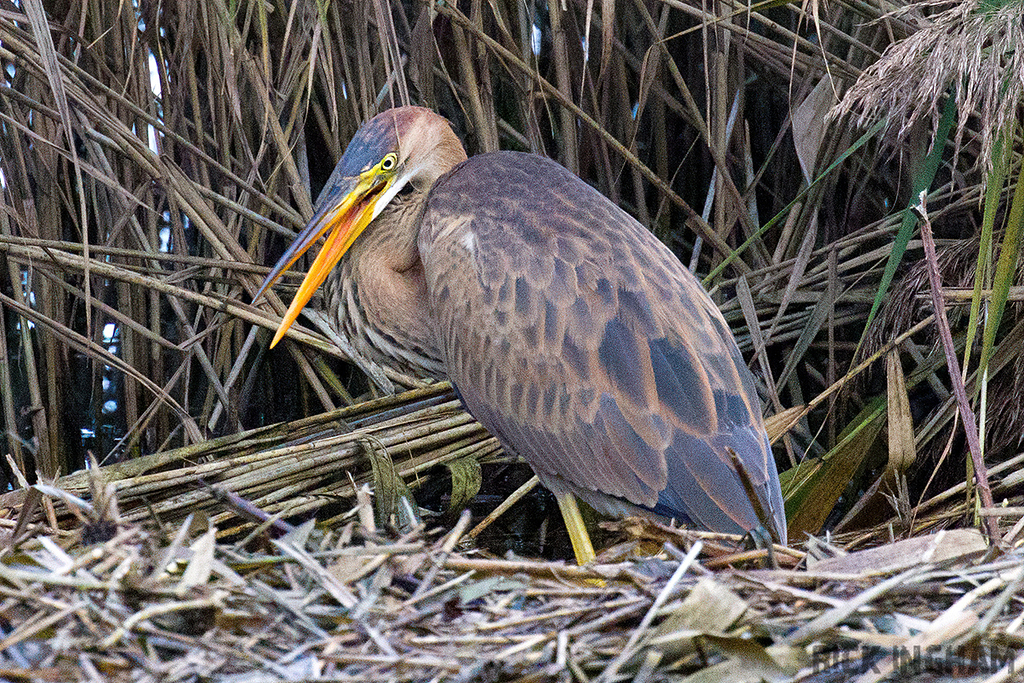 Purple Heron