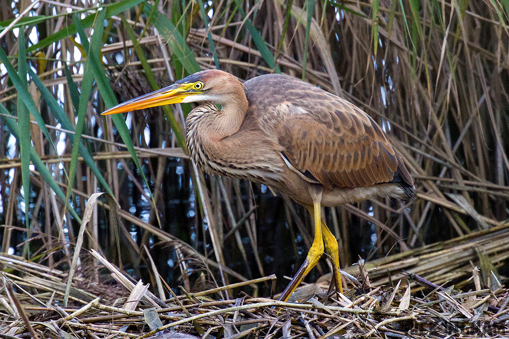 Purple Heron