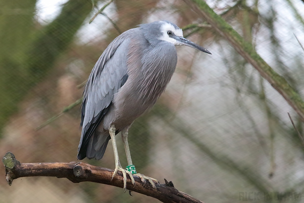 White Faced Heron