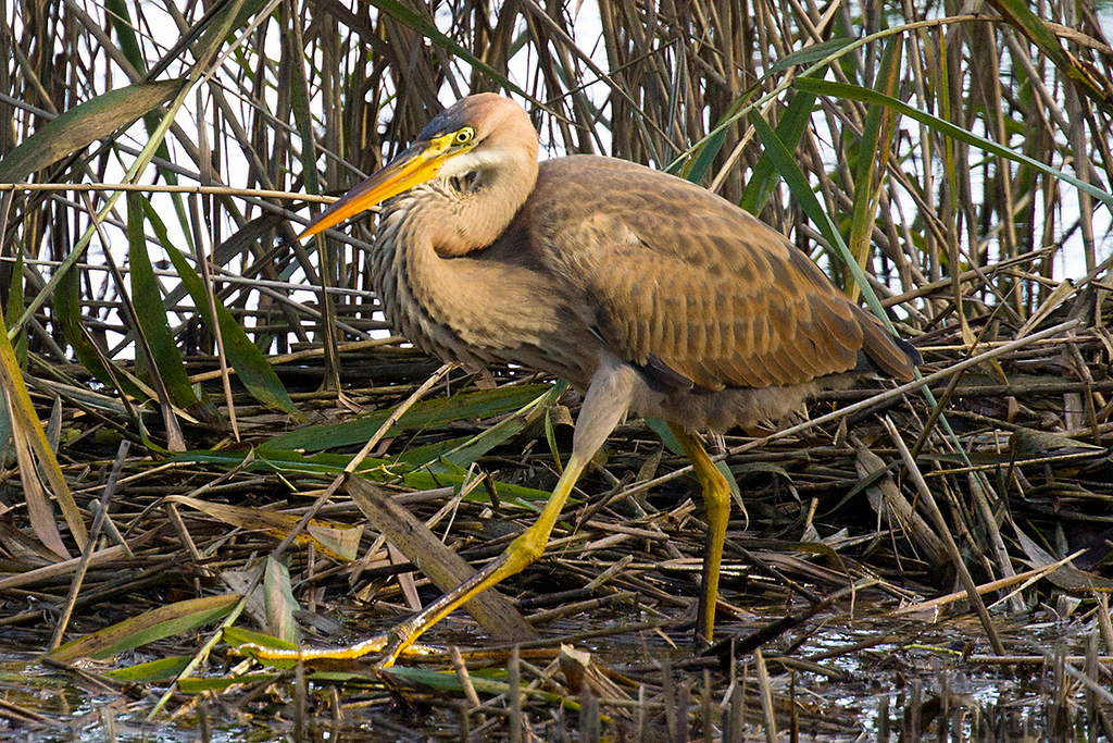 Purple Heron