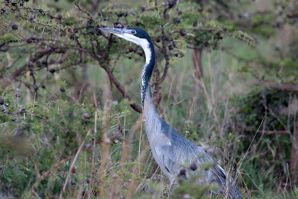Black Headed Heron