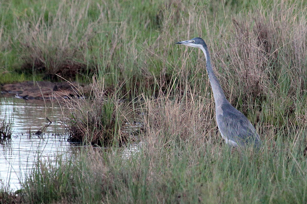 Black Headed Heron