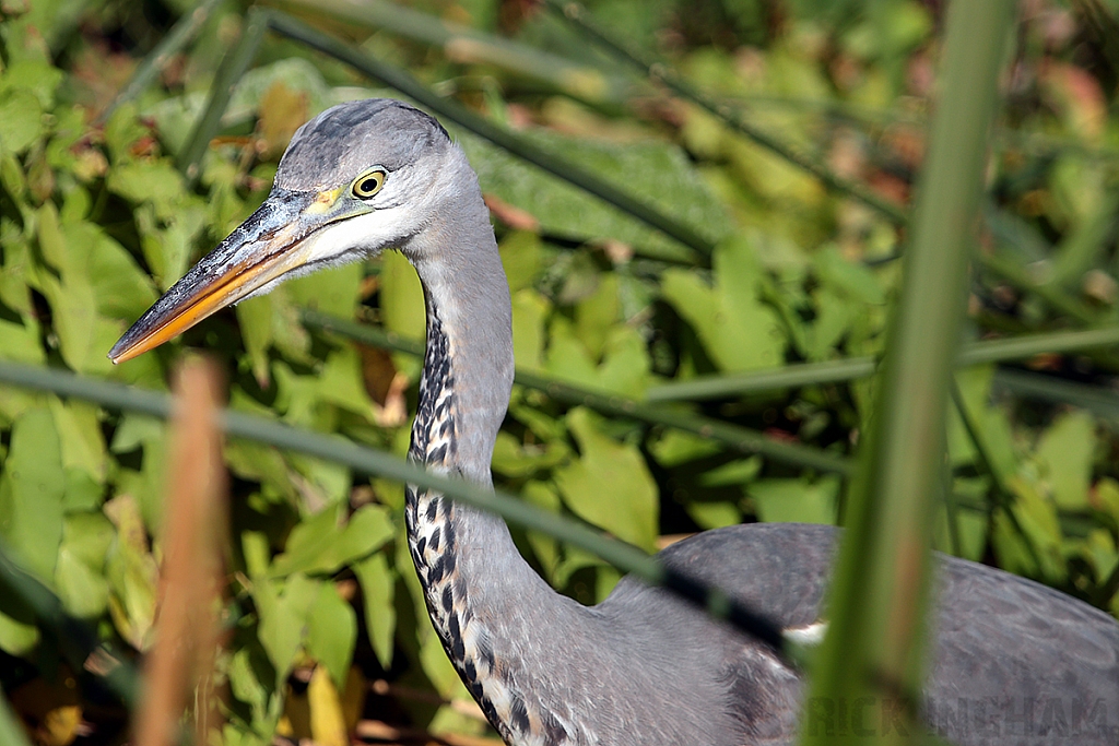 Grey Heron
