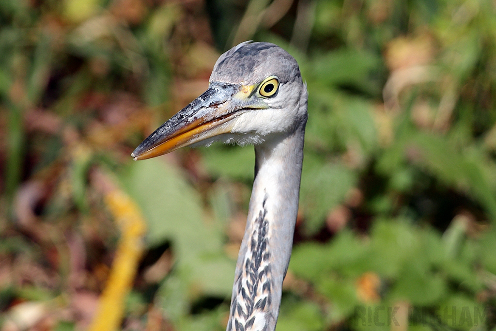 Grey Heron
