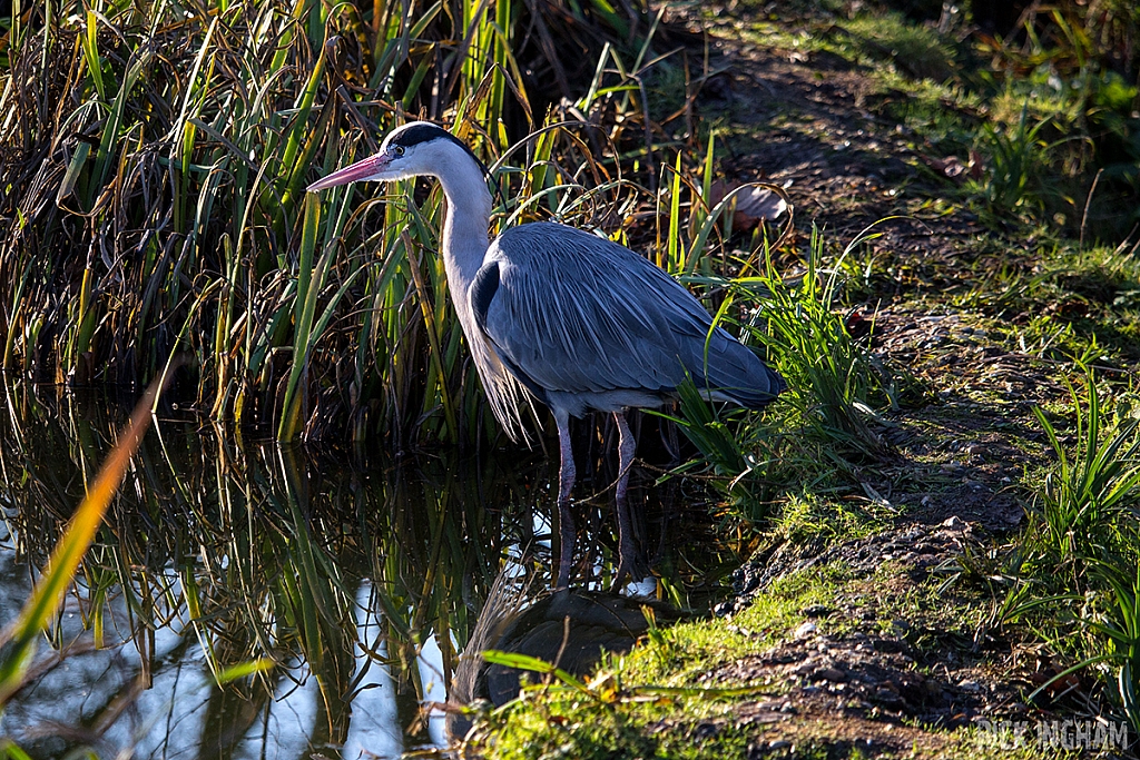 Grey Heron