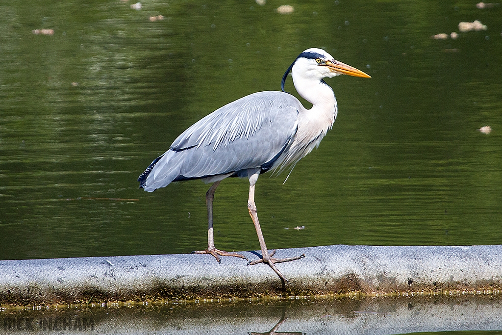 Grey Heron