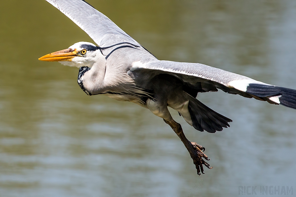 Grey Heron