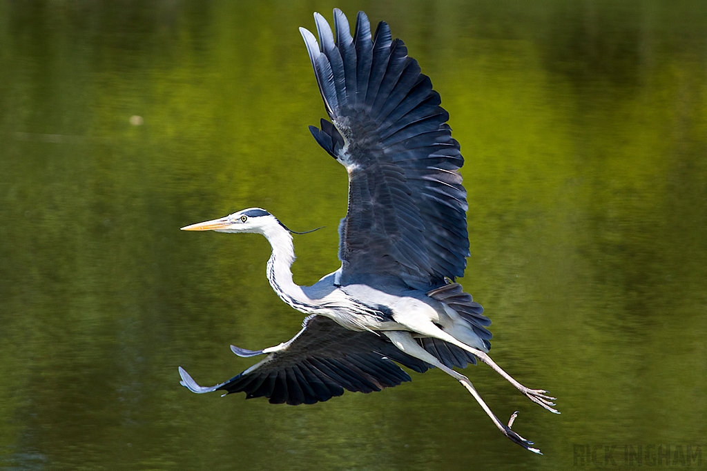 Grey Heron