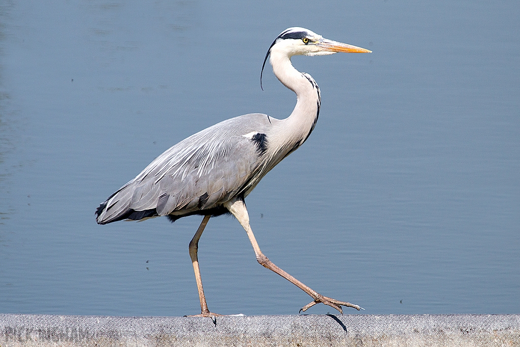 Grey Heron