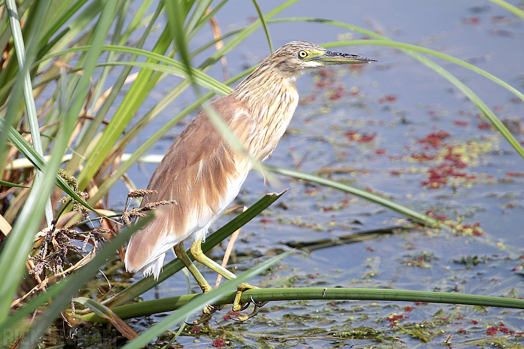 Squacco Heron