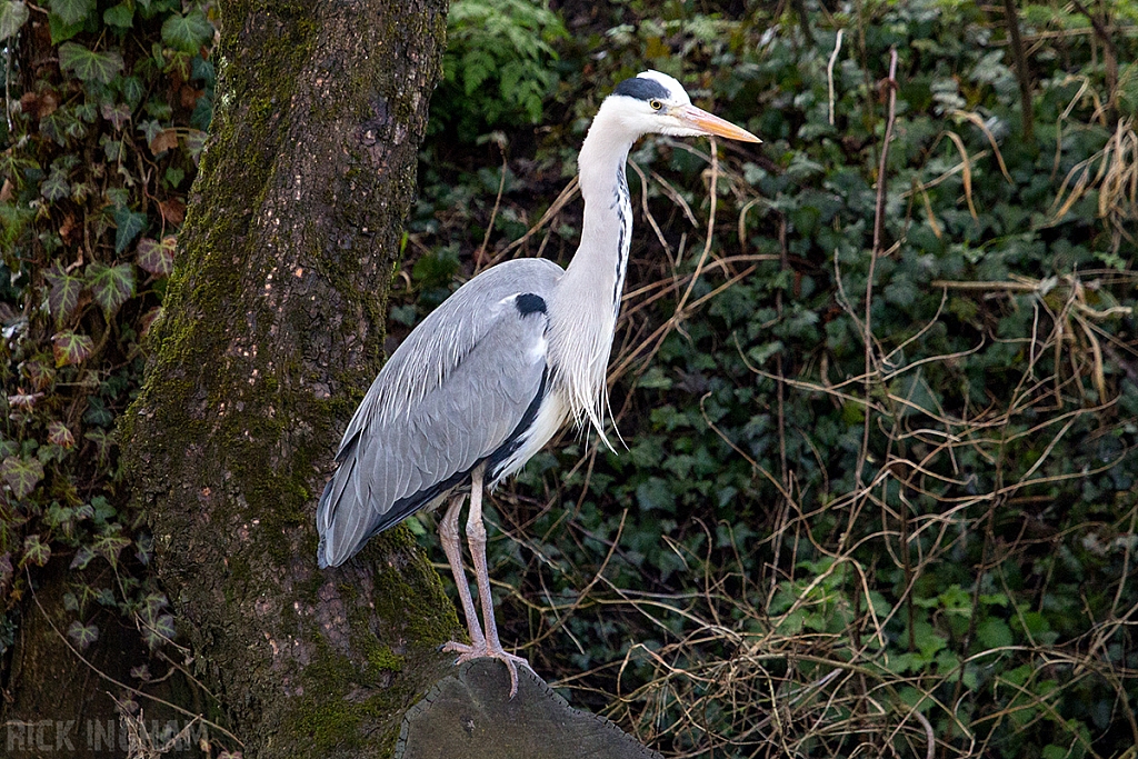 Grey Heron