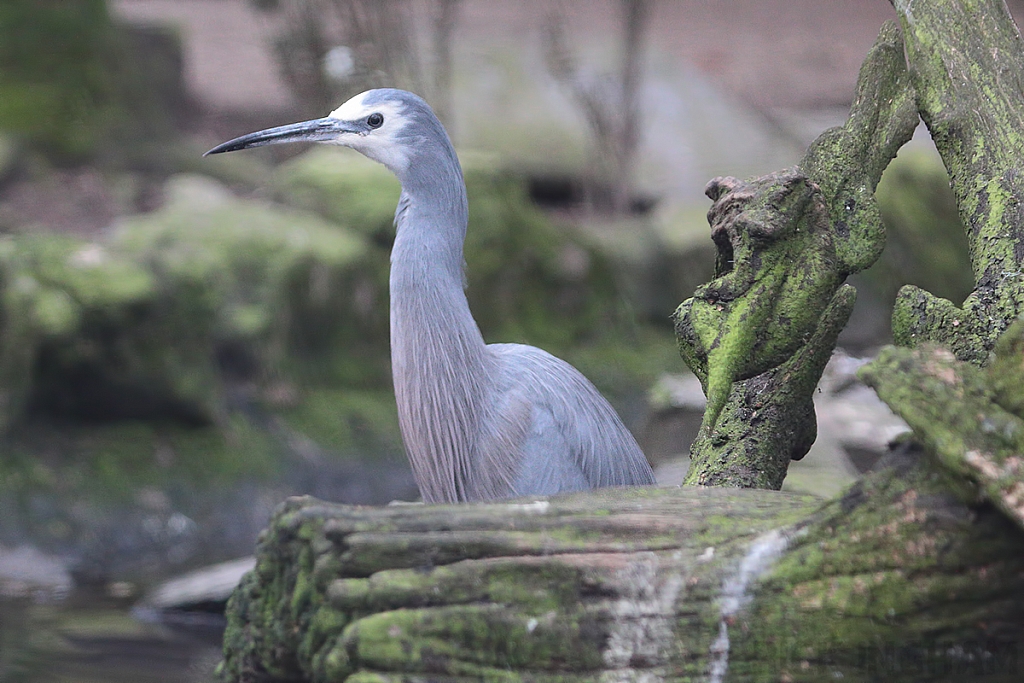 White Faced Heron