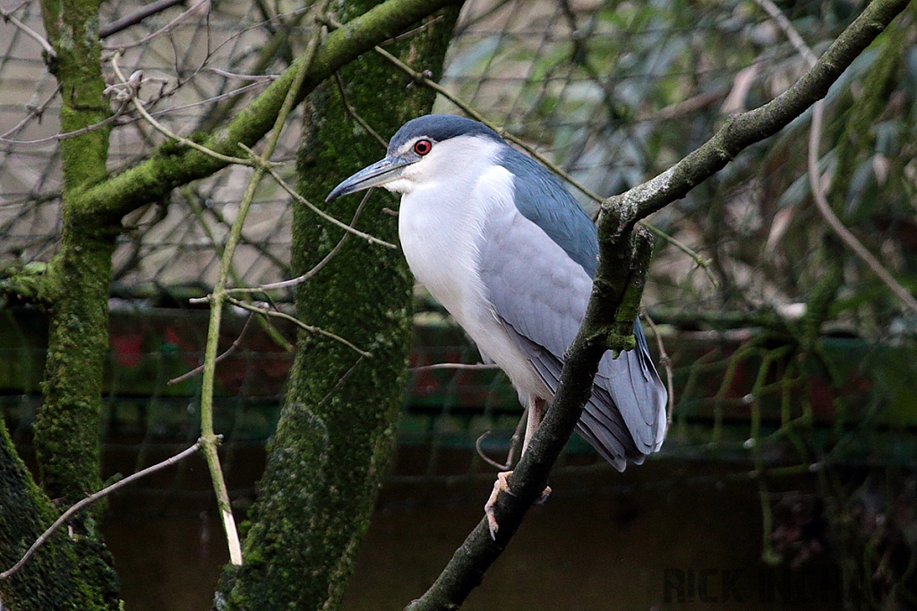 Black-Crowned Night Heron