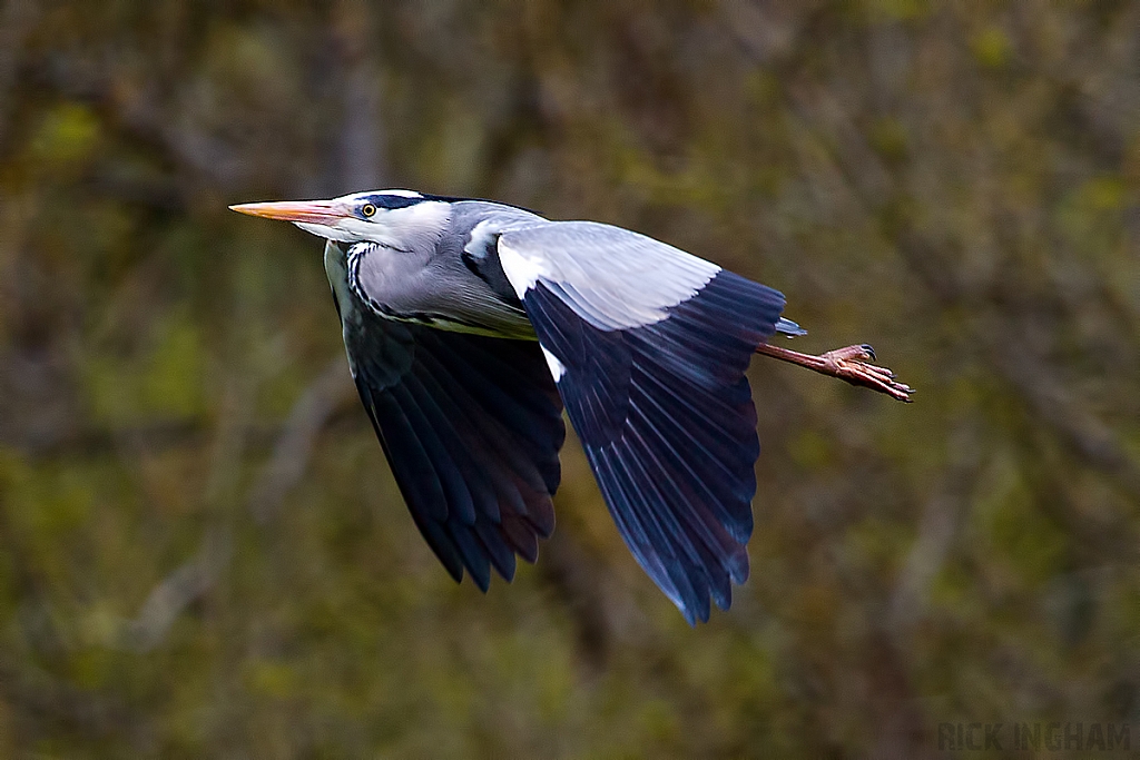 Grey Heron