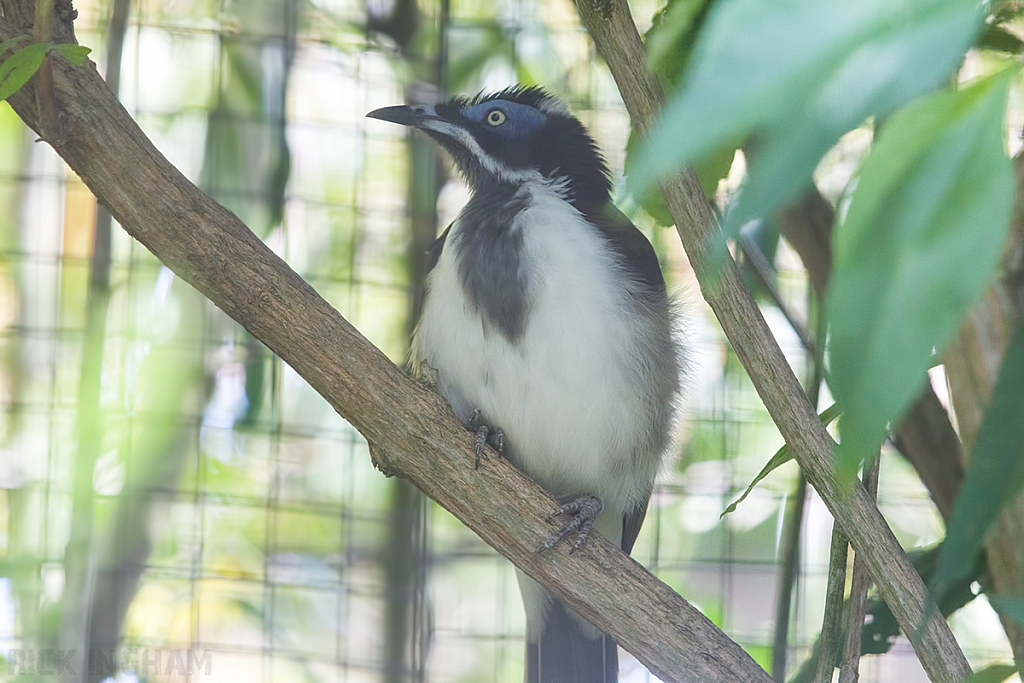 Blue-faced Honeyeater