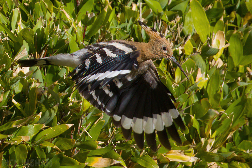 Eurasian Hoopoe
