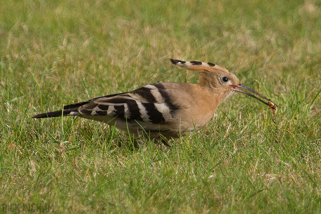 Eurasian Hoopoe