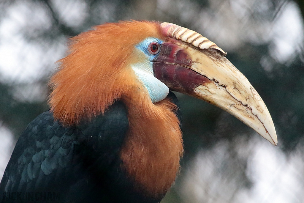 Blyth's Hornbill