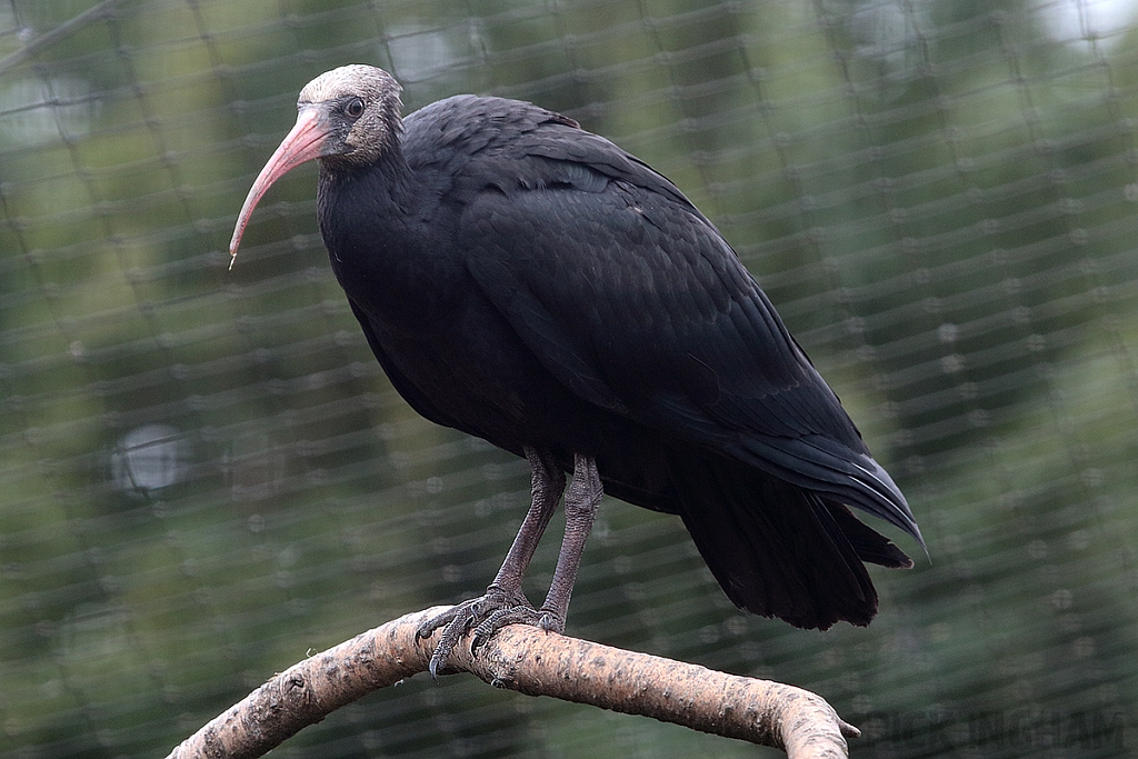 Waldrapp Ibis (Juvenile)