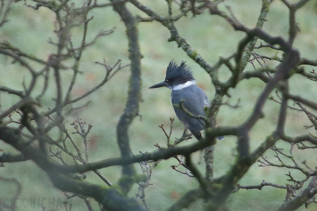 Belted Kingfisher | Male