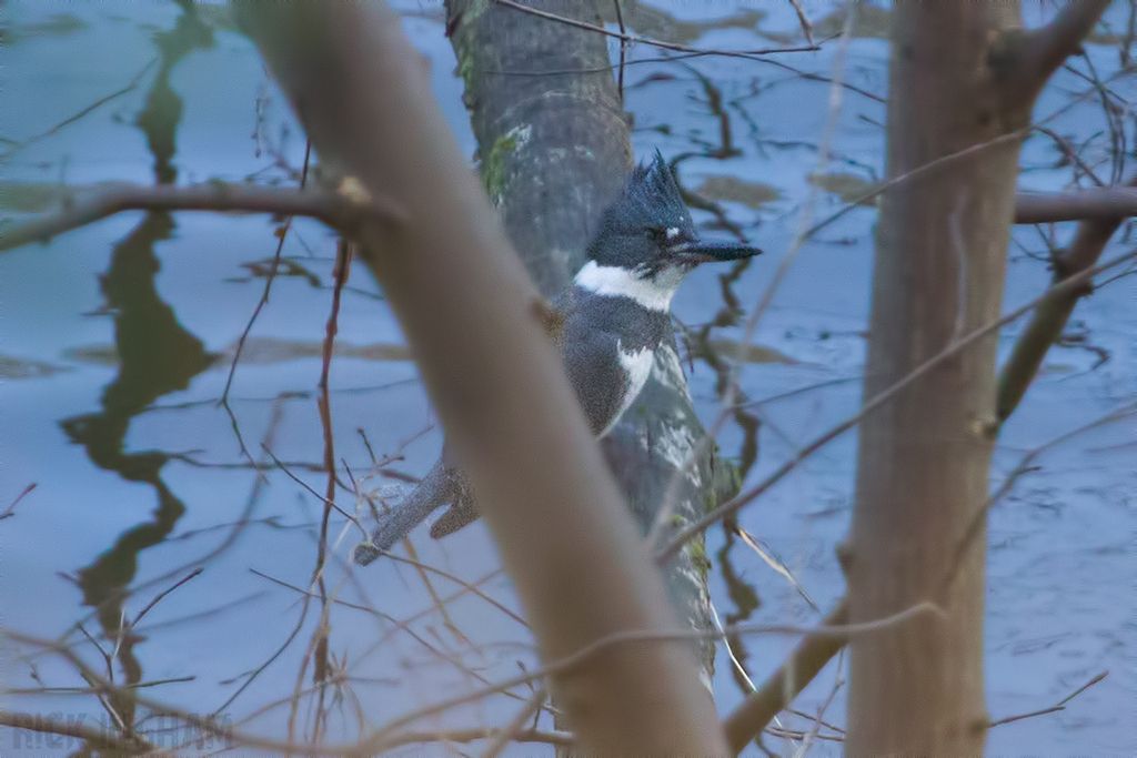 Belted Kingfisher | Male