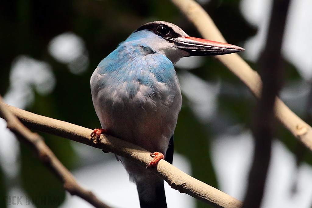 Blue Breasted Kingfisher