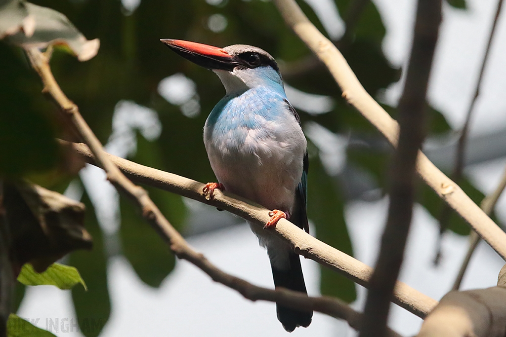 Blue Breasted Kingfisher