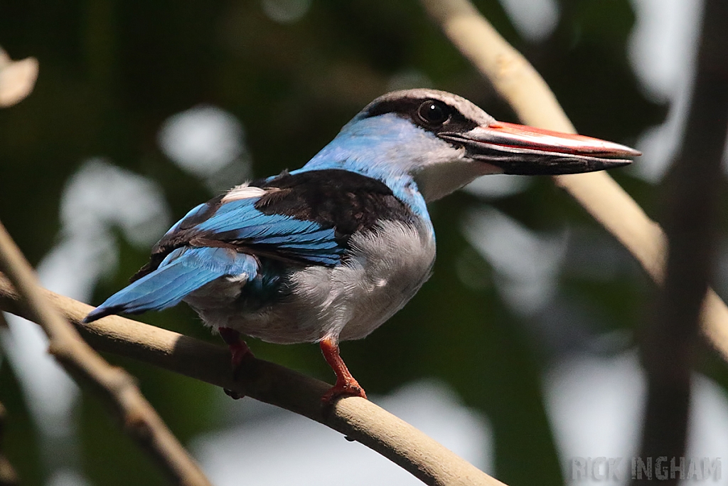Blue Breasted Kingfisher