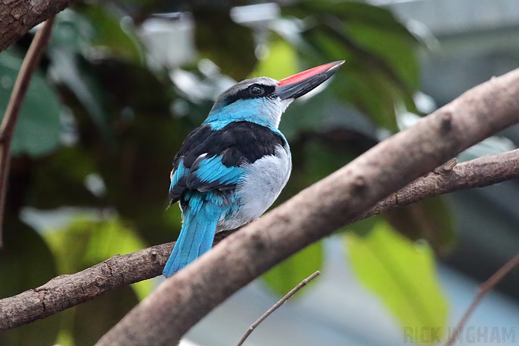 Blue Breasted Kingfisher