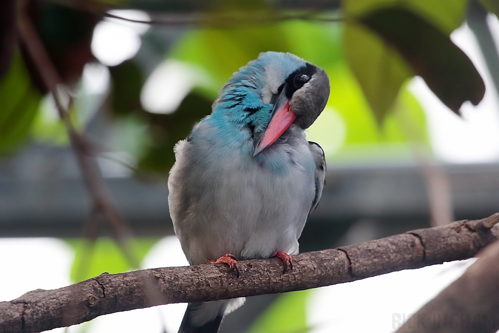 Blue Breasted Kingfisher