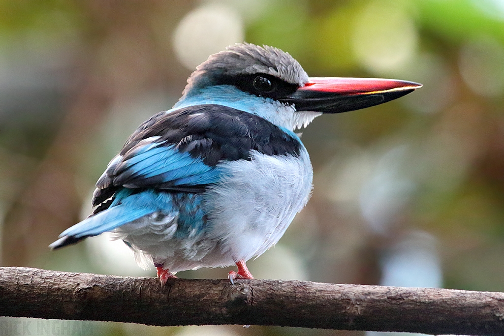 Blue Breasted Kingfisher