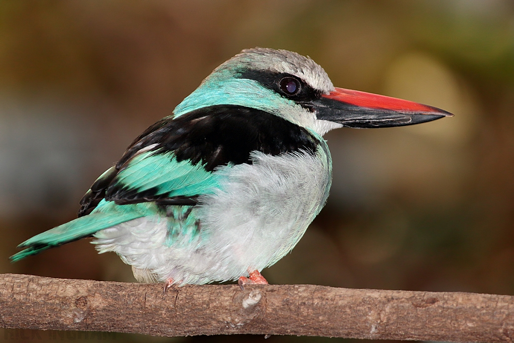 Blue Breasted Kingfisher