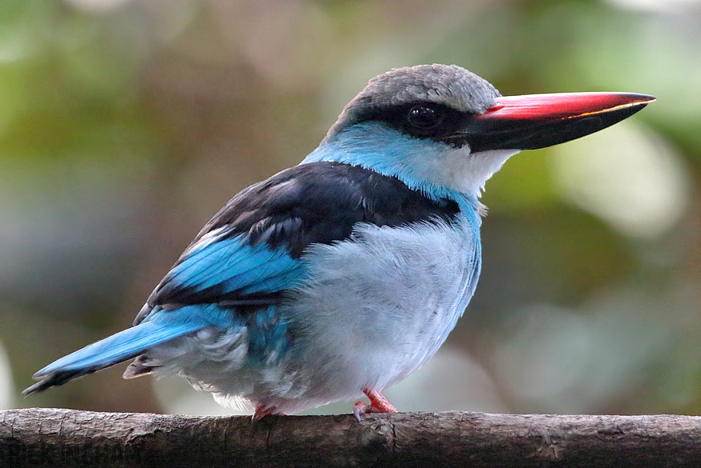 Blue Breasted Kingfisher
