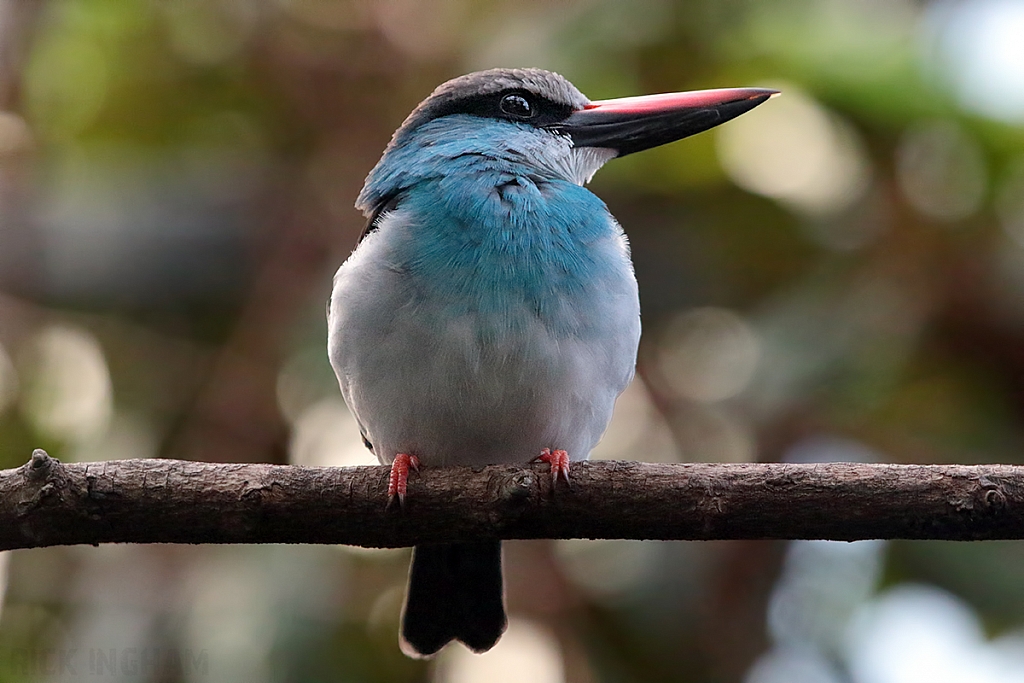 Blue Breasted Kingfisher