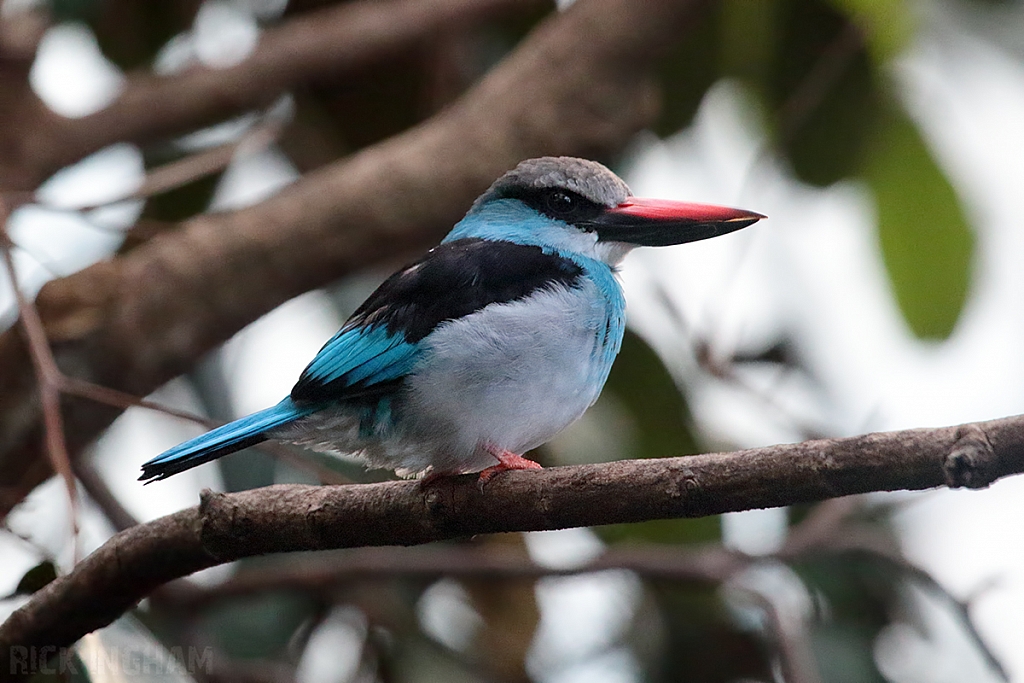 Blue Breasted Kingfisher