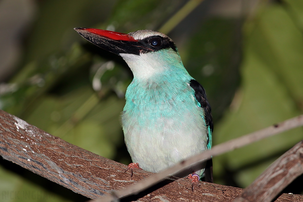 Blue Breasted Kingfisher