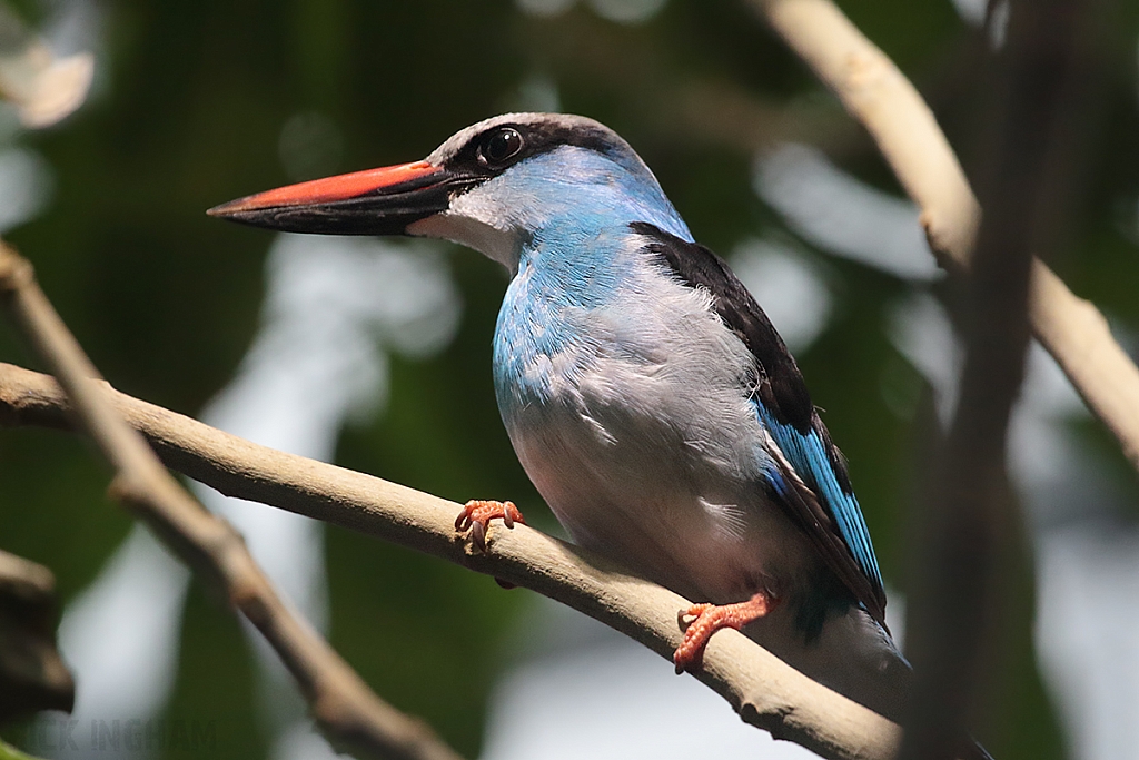 Blue Breasted Kingfisher