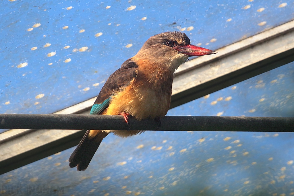 Brown Hooded Kingfisher