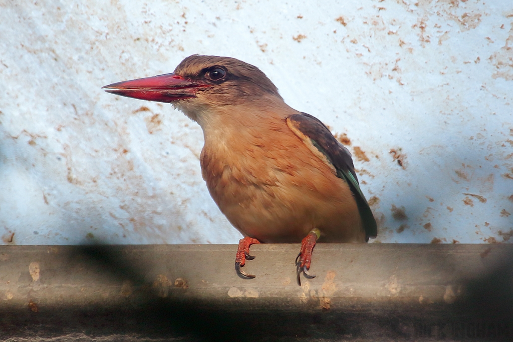 Brown Hooded Kingfisher