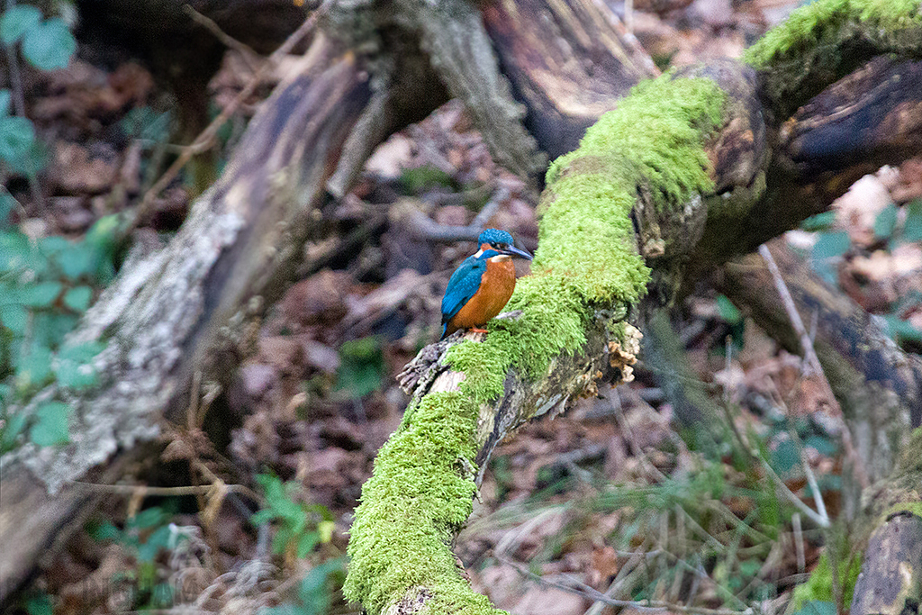Common Kingfisher | Male