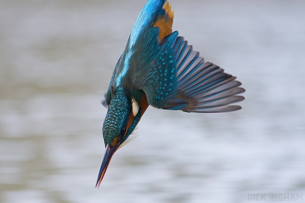 Common Kingfisher | Female