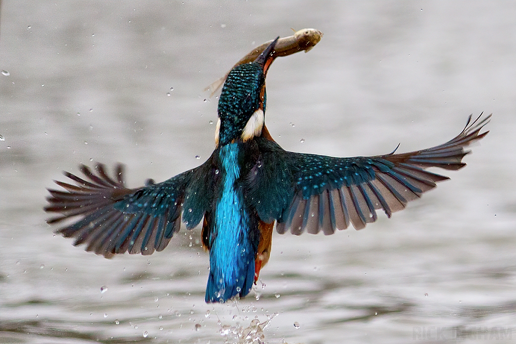 Common Kingfisher | Female