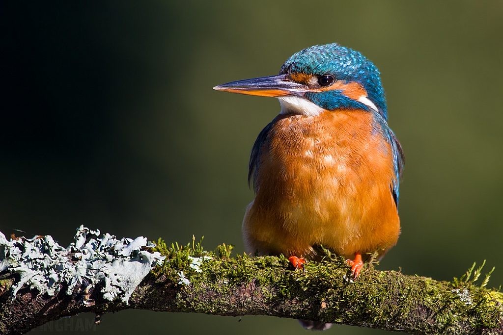 Common Kingfisher | Female